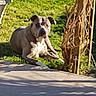 dog, canine, pet, animal, sitting, outdoor, garden, grass, sunlight, shadow, tree, vines, yard, sidewalk, pavement, short_hair, white_and_gray, floppy_ears, front_facing, relaxed