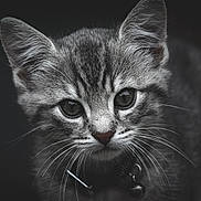 Willow a rejoint le concours — aidez-le/la à gagner de superbes lots ! kitten, cat, close_up, animal, pet, fur, whiskers, ears, eyes, portrait, cute, domestic_cat, feline, young, indoor, collar, gray, tabby, focused, adorable