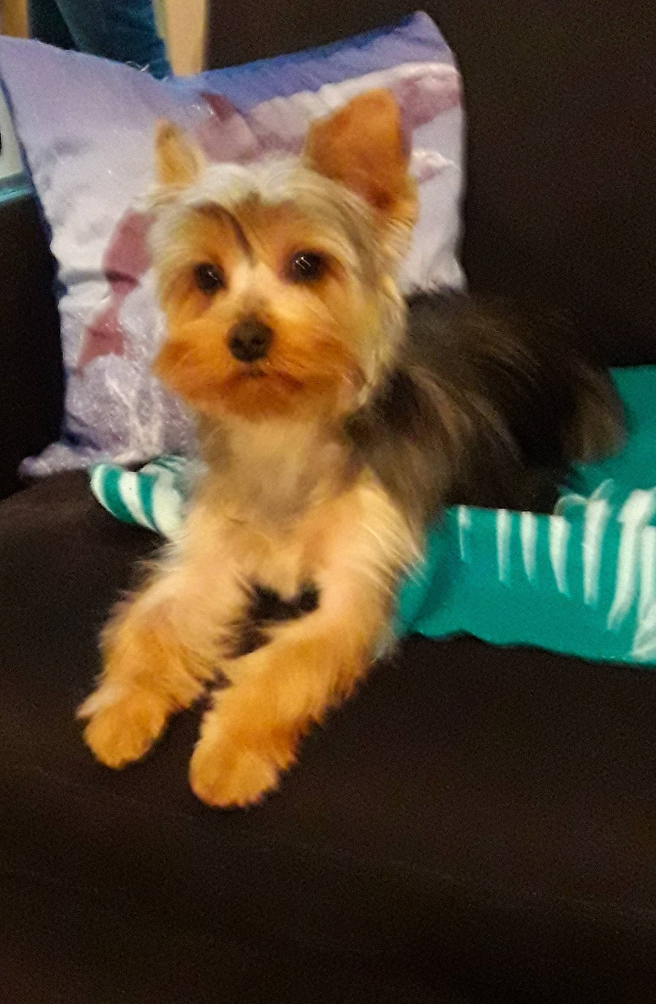 Orlane a rejoint le concours — aidez-le/la à gagner de superbes lots ! australian_silky_terrier, biewer_terrier, canidae, carnivore, companion_dog, dog, dog_breed, maltepoo, mammal, morkie, norwich_terrier, puppy, skin, small_terrier, snout, terrier, toy_dog, vertebrate, yorkipoo, yorkshire_terrier