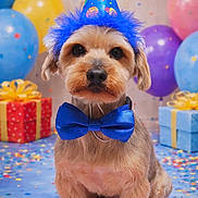 Shaggy joined the competition — help win amazing prizes! animal, balloons, blue, blue_bow_tie, canine, celebration, colorful, confetti, costume, cute, decorations, dog, festive, fluffy, gifts, indoor, party_hat, pet, portrait, small_dog