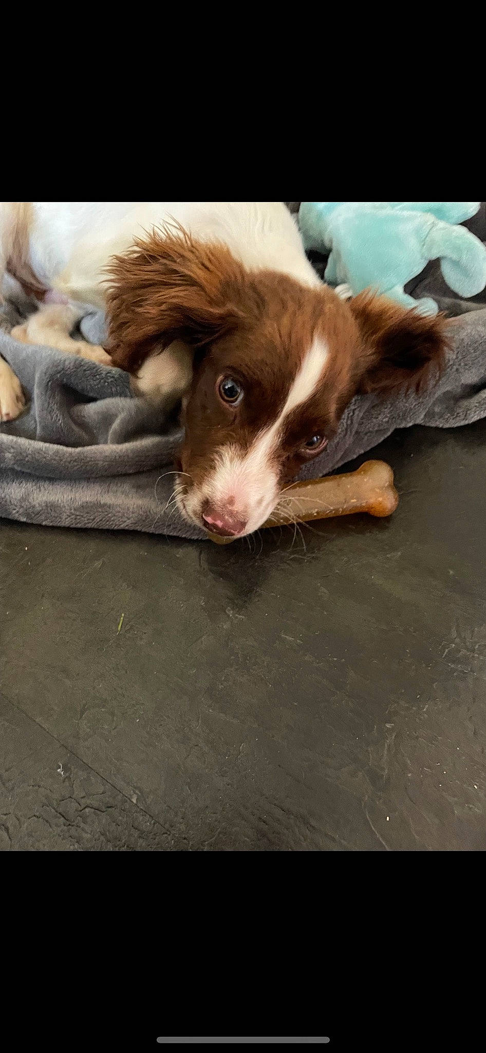 Buddy is registered to the contest to win money with this photo: canidae, carnivore, companion_dog, dog, dog_breed, fawn, fur, liver, livestock, paw, sporting_group, terrestrial_animal, whiskers, wood, working_animal