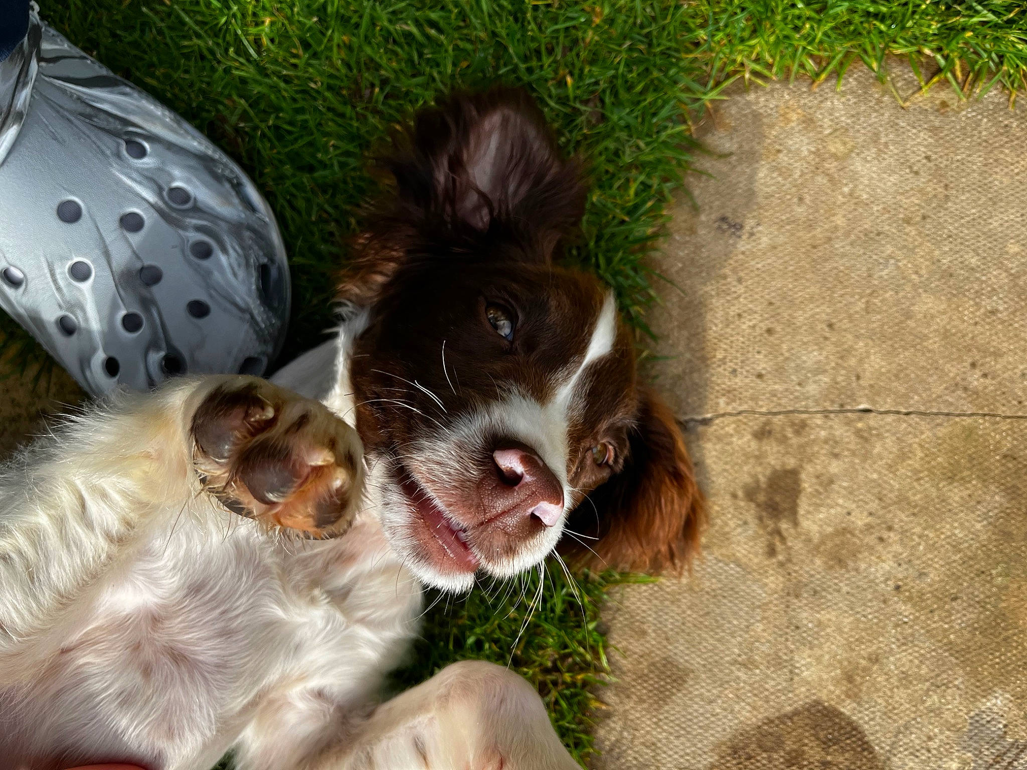 Buddy is registered to the contest to win money with this photo: brittany, canidae, carnivore, cocker_spaniel, companion_dog, dog, dog_breed, fang, fawn, fur, grass, gun_dog, liver, pointing_breed, retriever, snout, spaniel, sporting_group, whiskers, working_animal