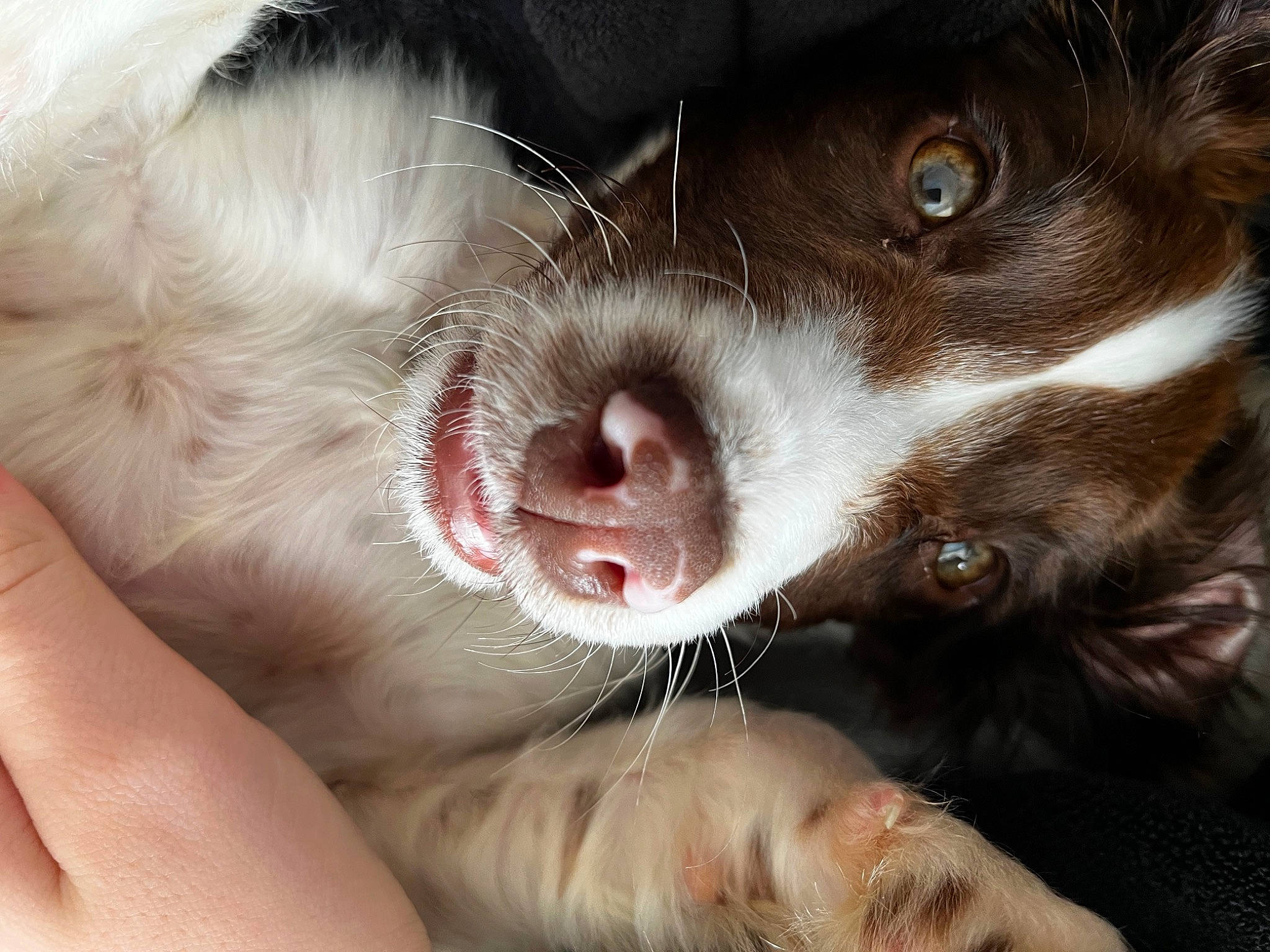 Buddy joined the competition — help win amazing prizes! border_collie, carnivore, companion_dog, dog, dog_breed, foot, fur, liver, paw, snout, sporting_group, terrestrial_animal, whiskers, working_animal