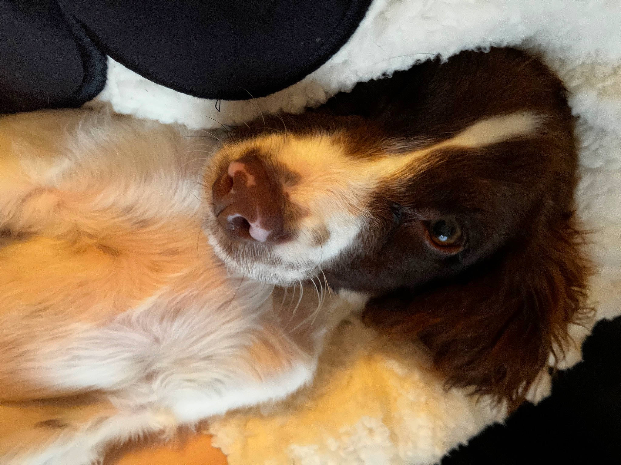 Buddy is registered to the contest to win money with this photo: canidae, carnivore, cavalier_king_charles_spaniel, companion_dog, dog, dog_breed, ear, fawn, fur, king_charles_spaniel, liver, paw, snout, spaniel, sporting_group, toy_dog, whiskers, working_dog