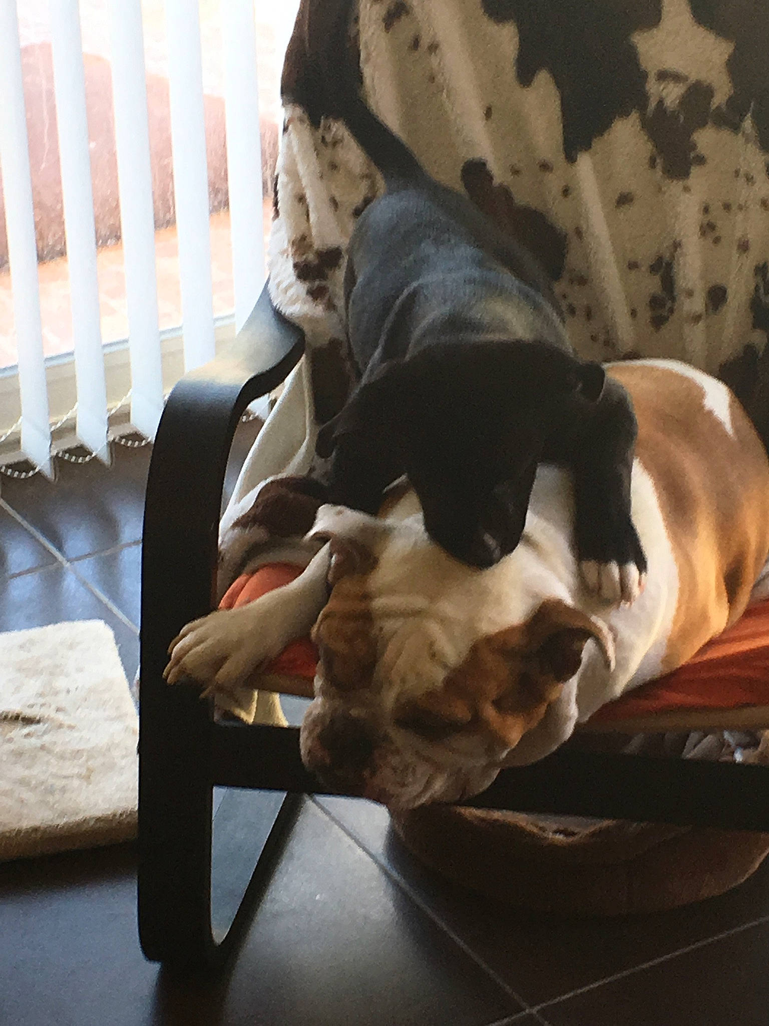 Helliot participe au concours pour gagner de l'argent avec cette photo : carnivore, chair, comfort, companion_dog, couch, dog, dog_breed, fawn, felidae, flooring, fur, furniture, hardwood, room, sitting, small_to_medium_sized_cats, snout, sporting_group, wood, working_animal