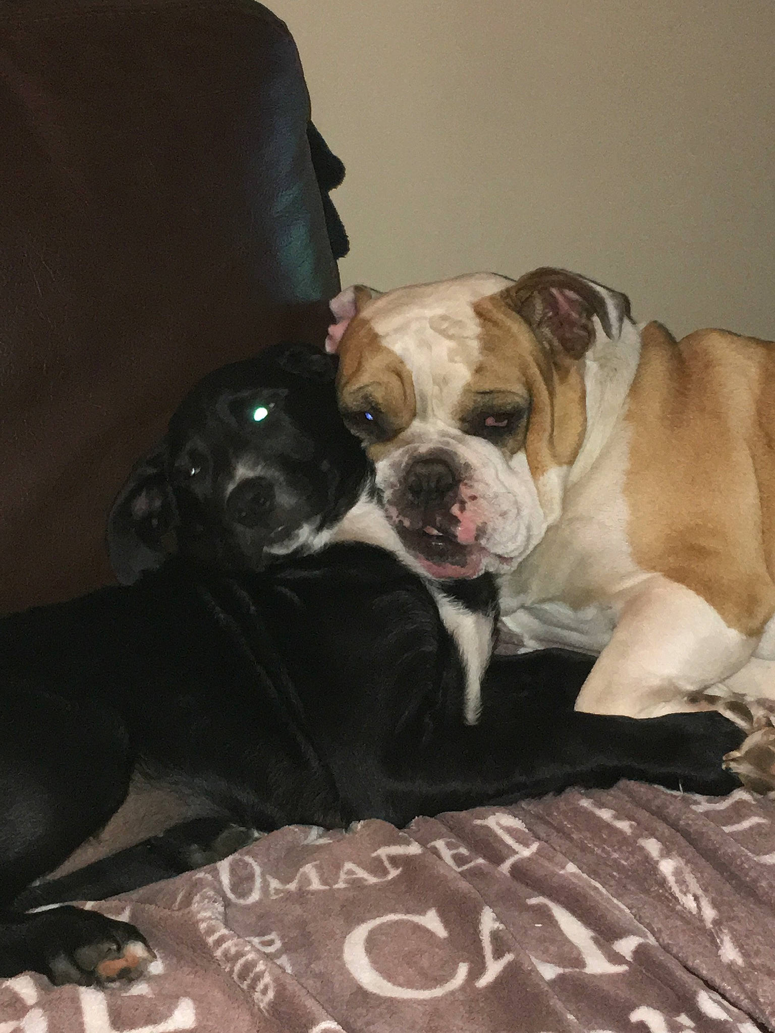 Helliot participe au concours pour gagner de l'argent avec cette photo : bulldog, canidae, carnivore, collar, comfort, companion_dog, couch, dog, dog_breed, dog_collar, fawn, flooring, fur, molosser, snout, sporting_group, toy_dog, whiskers, working_animal, wrinkle