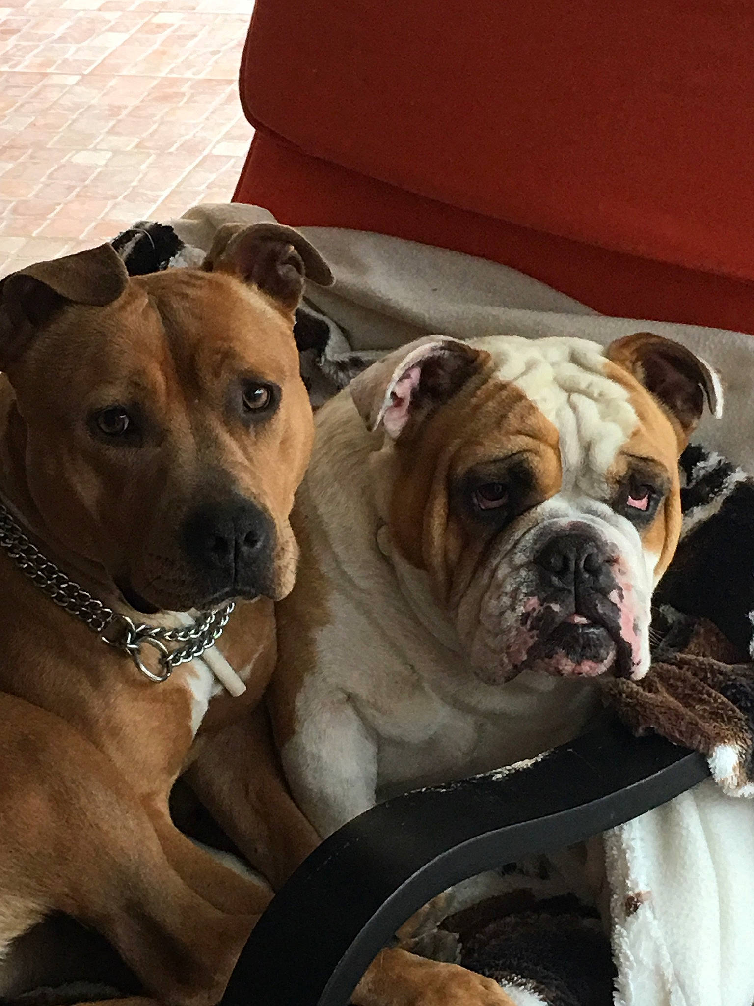 Helliot participe au concours pour gagner de l'argent avec cette photo : ancient_dog_breeds, bulldog, canidae, carnivore, collar, comfort, companion_dog, dog, dog_breed, dog_collar, fawn, fur, molosser, non_sporting_group, pet_supply, snout, sporting_group, whiskers, working_dog, wrinkle