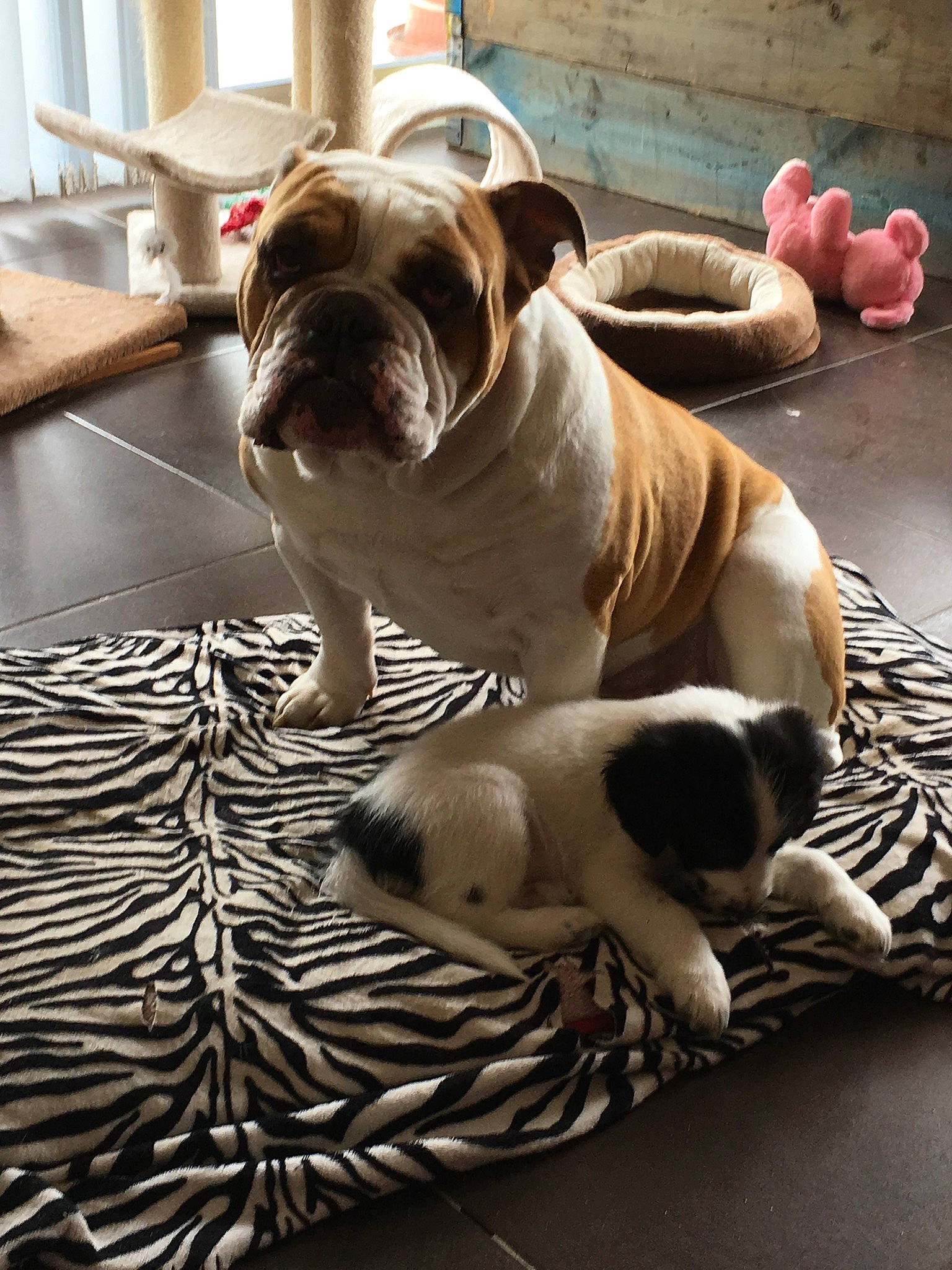 Helliot participe au concours pour gagner de l'argent avec cette photo : bored, bulldog, canidae, carnivore, comfort, companion_dog, dog, dog_breed, fawn, flooring, hardwood, molosser, snout, sporting_group, terrestrial_animal, toy_dog, white_english_bulldog, wood, working_animal, wrinkle