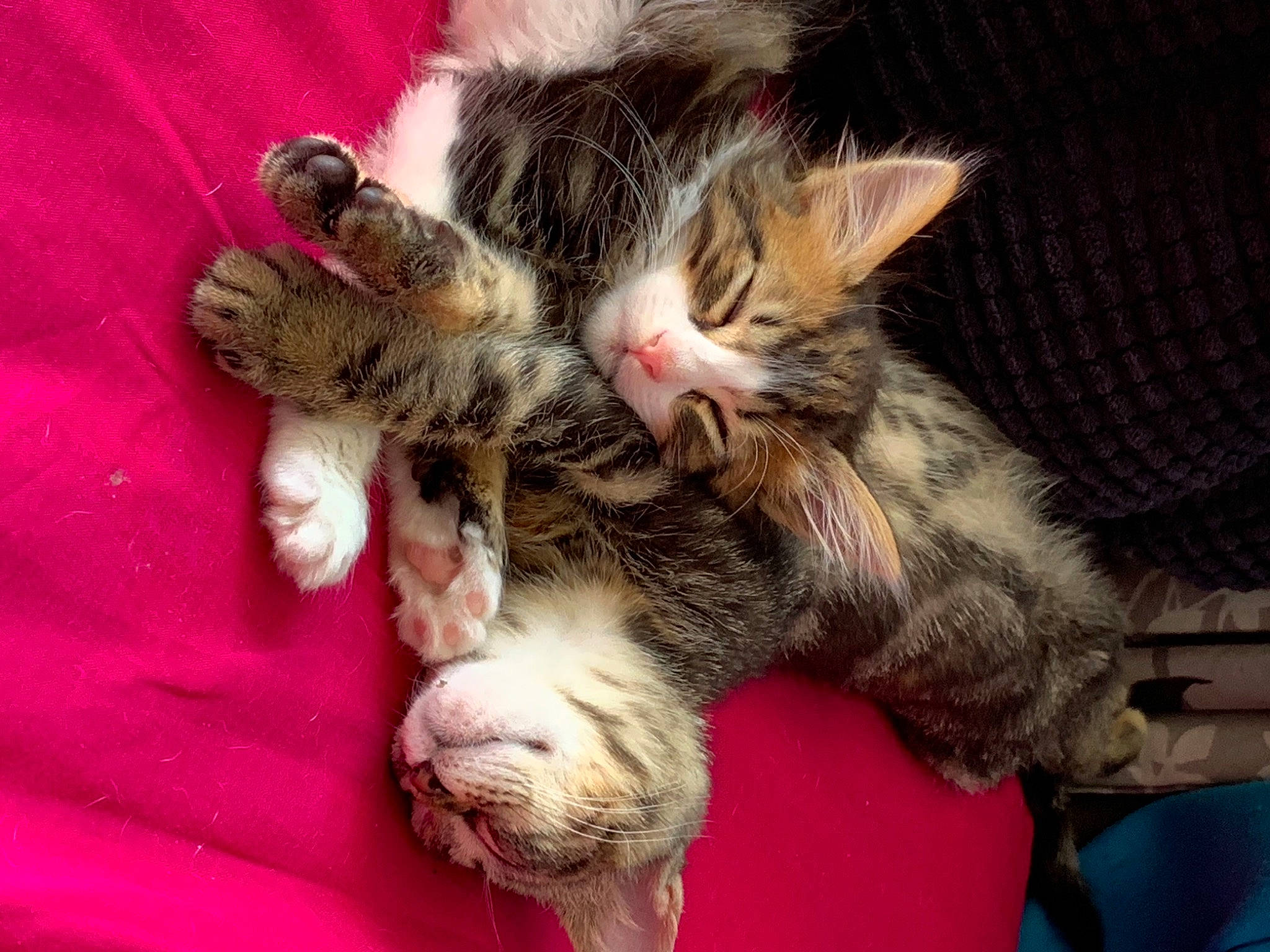 Charlot participe au concours pour gagner de l'argent avec cette photo : carnivore, cat, claw, comfort, domestic_short_haired_cat, fawn, felidae, fur, nail, nap, paw, sleep, small_to_medium_sized_cats, snout, tail, whiskers