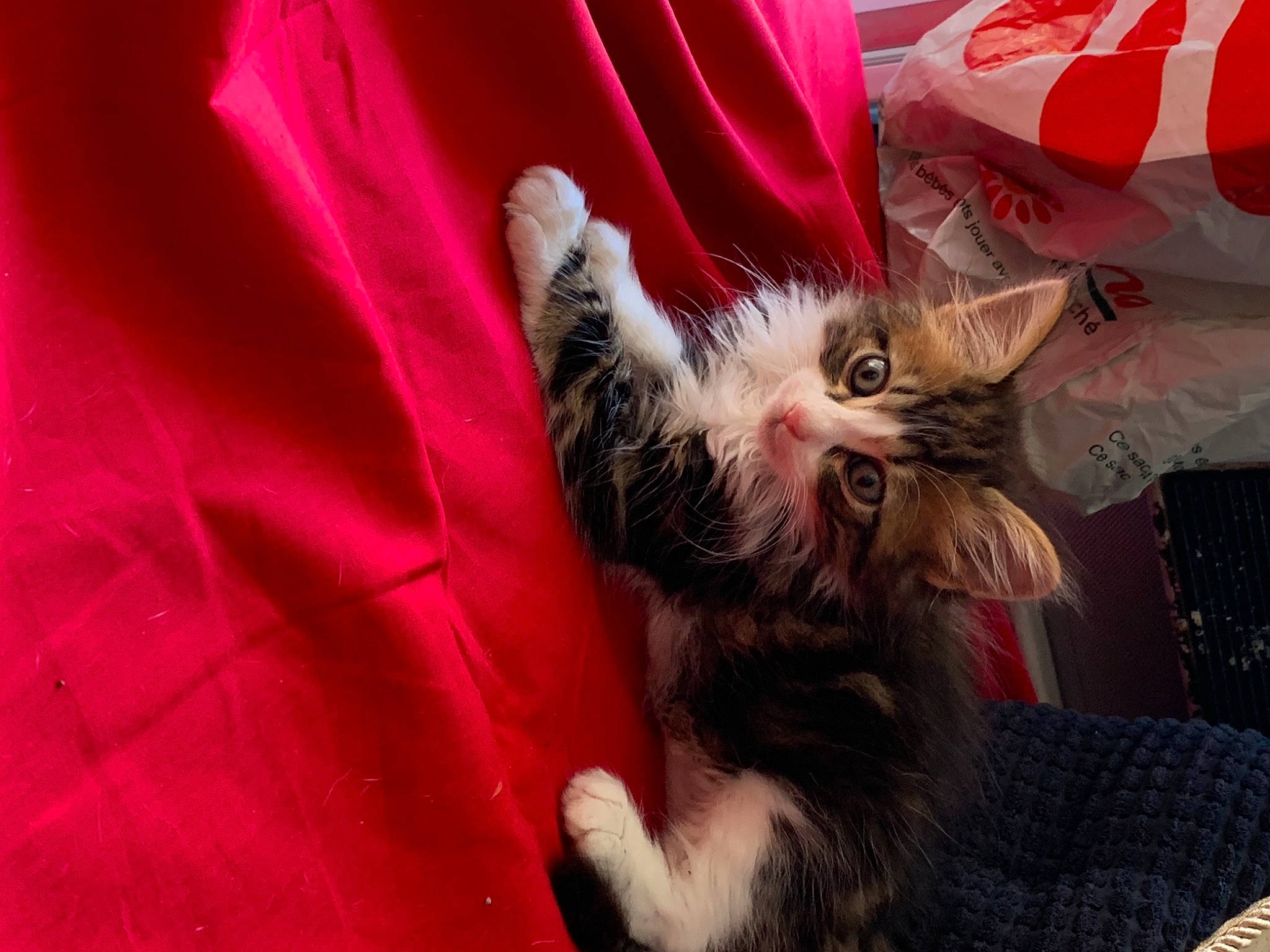 Charlot participe au concours pour gagner de l'argent avec cette photo : carnivore, cat, claw, comfort, domestic_short_haired_cat, fawn, felidae, fur, gesture, human_leg, linens, magenta, nail, norwegian_forest_cat, paw, sleeve, small_to_medium_sized_cats, snout, tail, whiskers