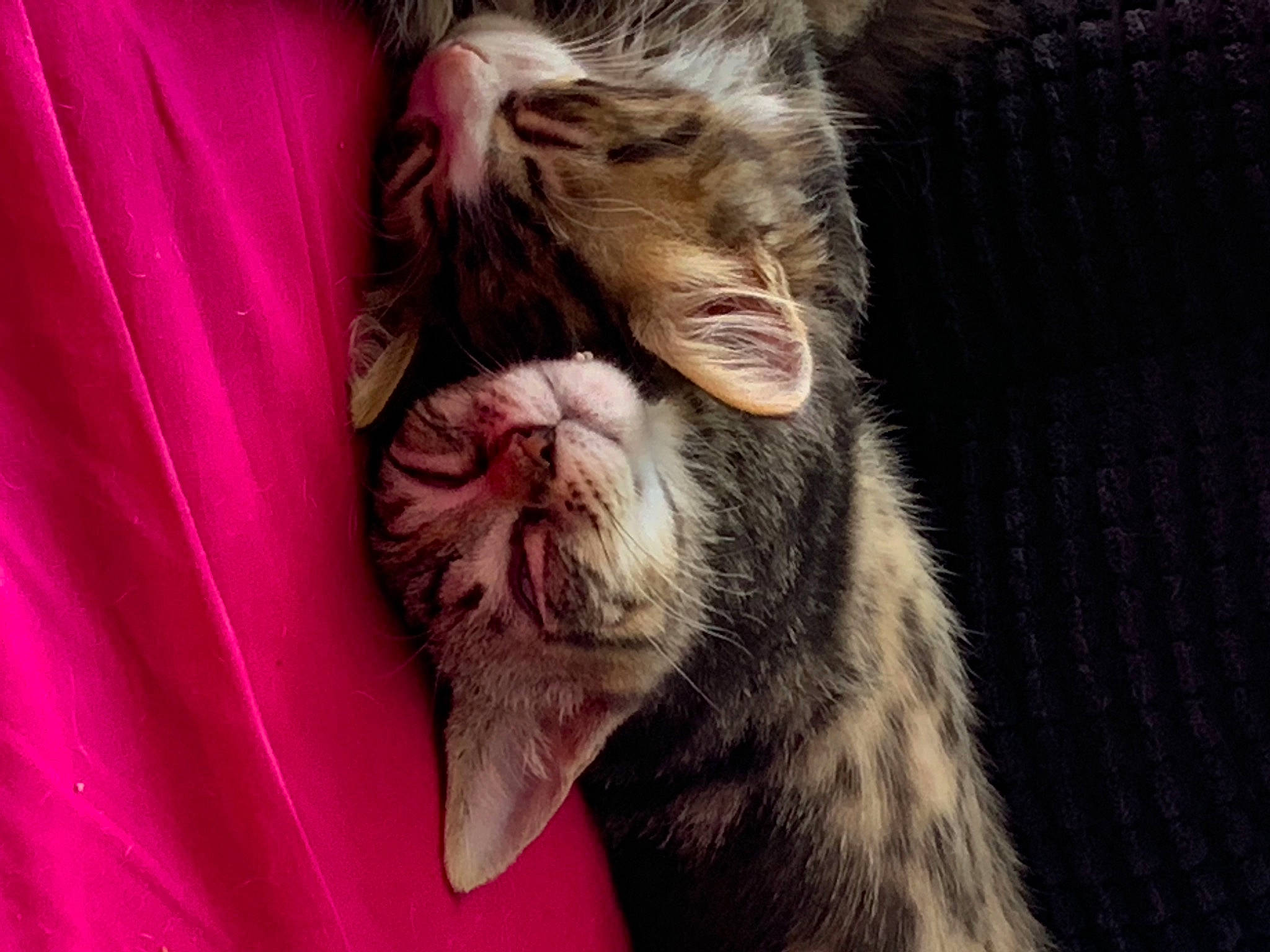 Charlot a rejoint le concours — aidez-le/la à gagner de superbes lots ! beard, canidae, carnivore, cat, claw, comfort, domestic_short_haired_cat, eye, felidae, flesh, fur, liver, magenta, paw, small_to_medium_sized_cats, snout, sporting_group, whiskers, wildlife, window