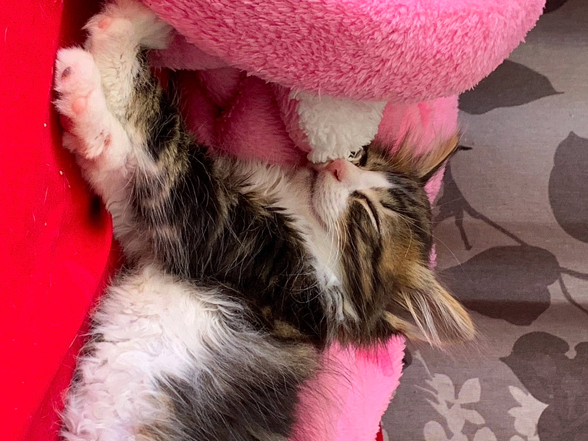 Charlot participe au concours pour gagner de l'argent avec cette photo : carnivore, claw, comfort, companion_dog, dog_breed, fashion_accessory, feather, felidae, foot, fur, human_leg, magenta, paw, petal, pink, small_to_medium_sized_cats, tail, toe, whiskers