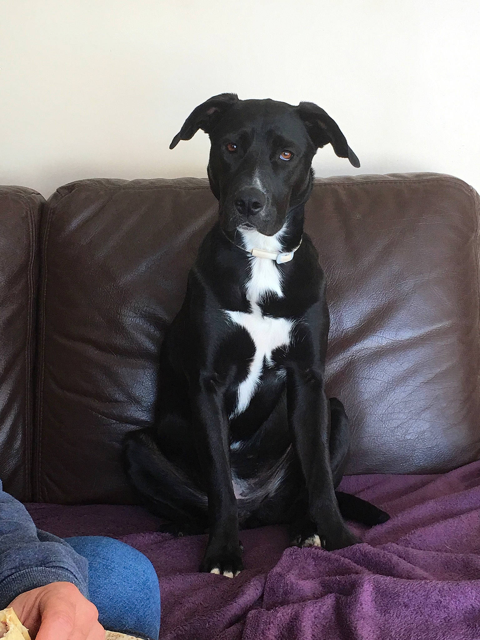 Nikita a rejoint le concours — aidez-le/la à gagner de superbes lots ! borador, canidae, carnivore, collar, comfort, companion_dog, couch, dog, dog_breed, dog_collar, dog_supply, fur, great_dane, sitting, sleeper_chair, snout, sporting_group, terrestrial_animal, whiskers, working_animal