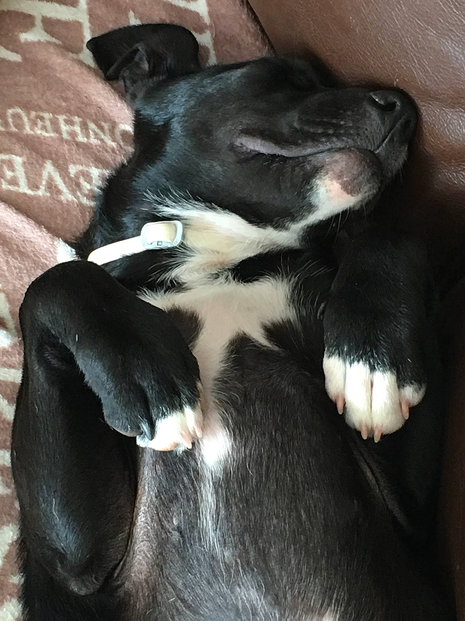 Nikita participe au concours pour gagner de l'argent avec cette photo : canidae, carnivore, claw, comfort, companion_dog, dog, dog_breed, eye, foot, fur, human_leg, leg, mammal, paw, snout, sporting_group, tail, terrestrial_animal, whiskers, working_animal