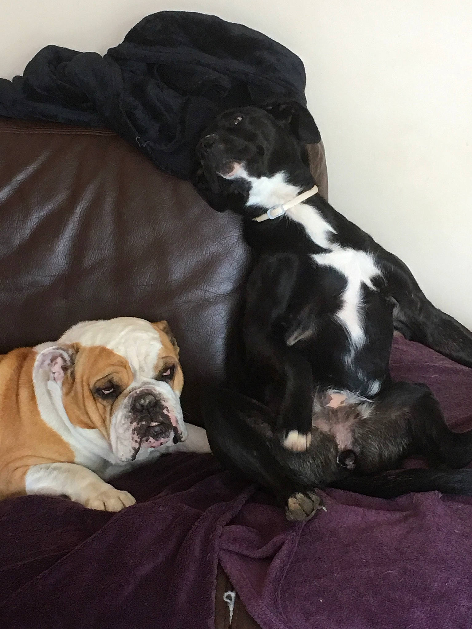 Nikita participe au concours pour gagner de l'argent avec cette photo : bulldog, canidae, carnivore, chair, comfort, companion_dog, dog, dog_breed, dog_supply, fawn, fur, linens, liver, puppy_love, snout, sporting_group, toy_dog, whiskers, working_animal, wrinkle