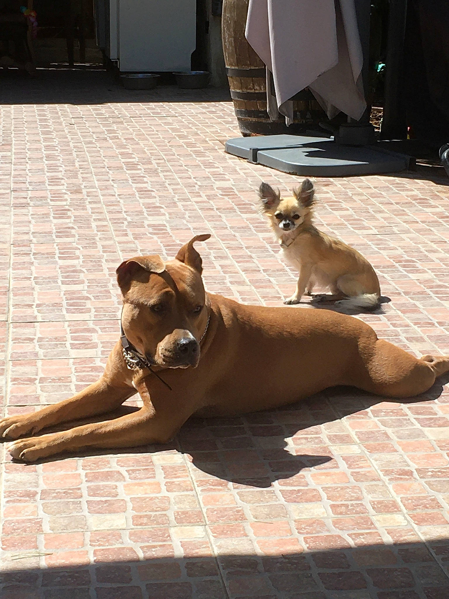 Maya a rejoint le concours — aidez-le/la à gagner de superbes lots ! brick, brown, canidae, carnivore, companion_dog, dog, dog_breed, door, fawn, felidae, floor, flooring, road_surface, shadow, snout, tail, terrestrial_animal, toy_dog, wood, working_animal