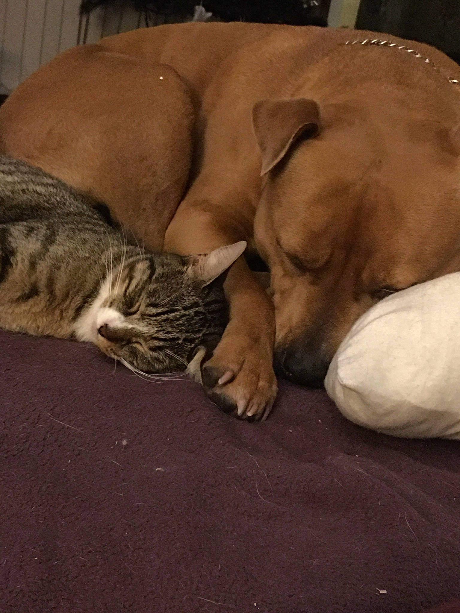 Maya participe au concours pour gagner de l'argent avec cette photo : canidae, carnivore, cat, comfort, companion_dog, dog, dog_breed, fawn, felidae, flooring, fur, hardwood, paw, small_to_medium_sized_cats, snout, sporting_group, tail, whiskers, wood, working_animal