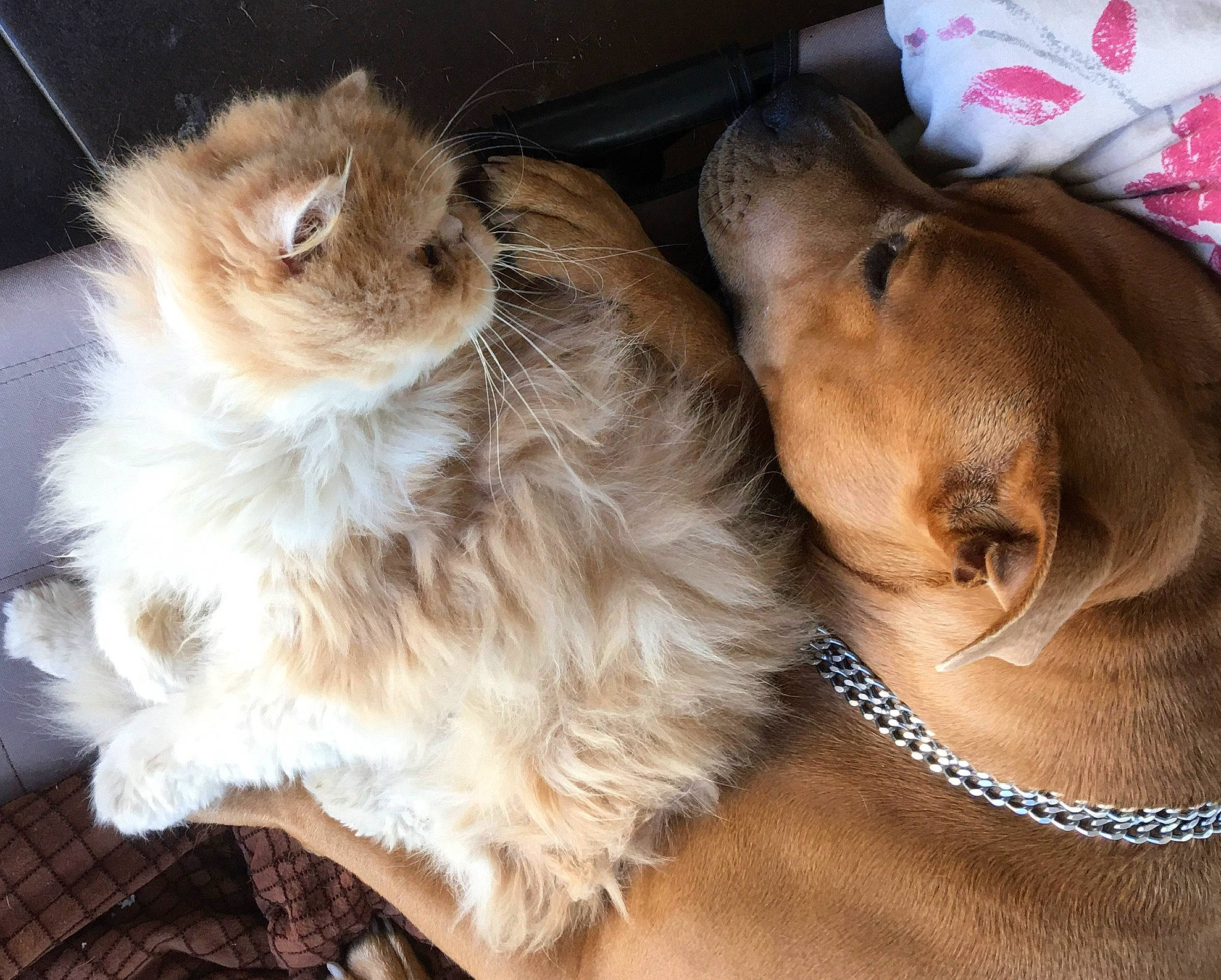 Maya participe au concours pour gagner de l'argent avec cette photo : box, canidae, carnivore, cat, claw, comfort, companion_dog, dog_breed, fawn, felidae, fur, liver, paw, plastic_bag, small_to_medium_sized_cats, snout, sporting_group, tail, whiskers, working_animal