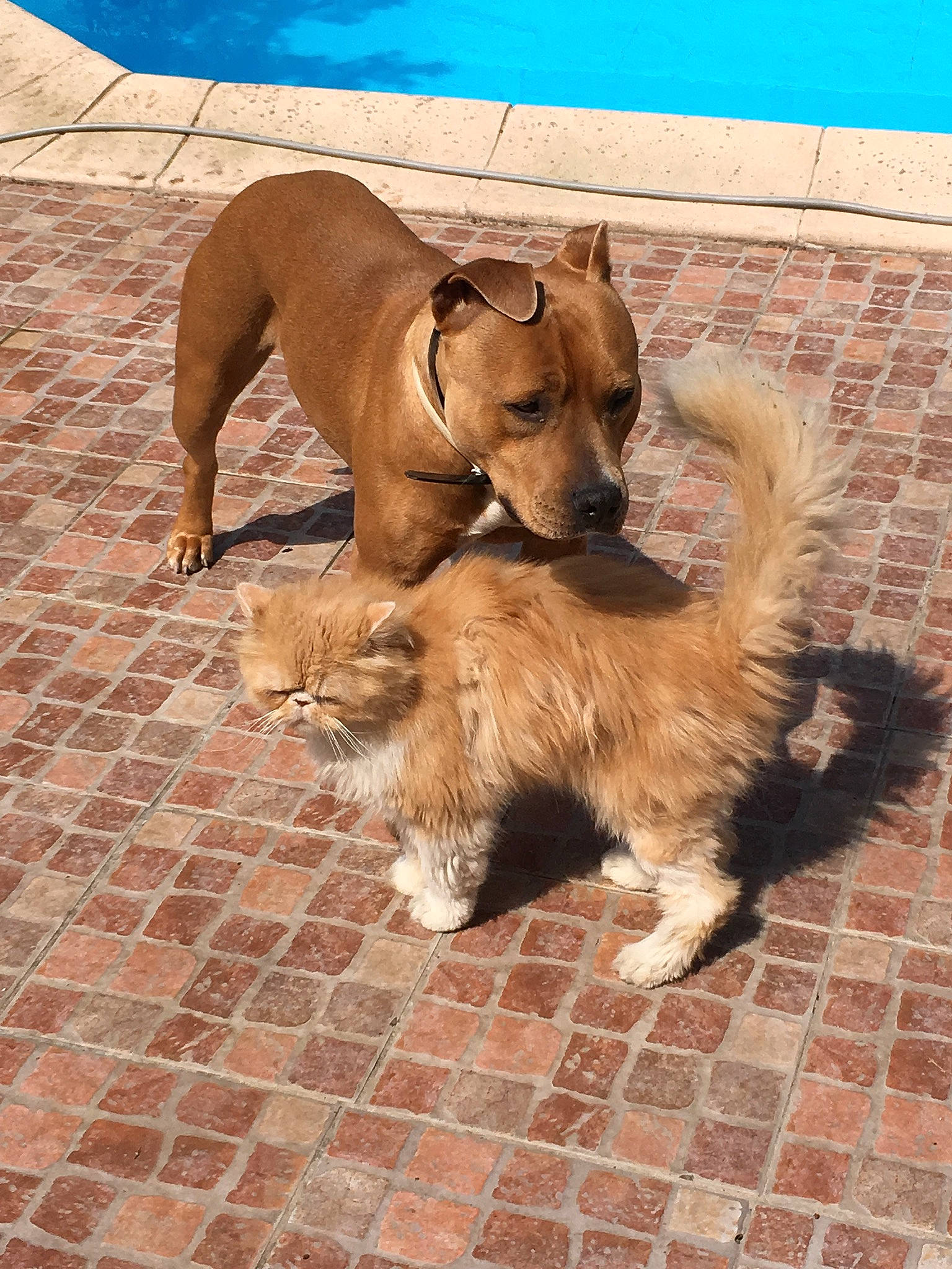 Juni a rejoint le concours — aidez-le/la à gagner de superbes lots ! blue, canidae, carnivore, companion_dog, dog, dog_breed, fawn, flooring, fur, liver, paw, pet_supply, road_surface, snout, sporting_group, tail, terrestrial_animal, water, wildlife, working_animal