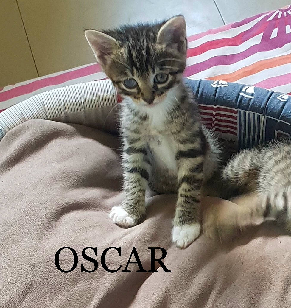 Juni a rejoint le concours — aidez-le/la à gagner de superbes lots ! bed, carnivore, cat, cat_supply, claw, comfort, domestic_short_haired_cat, eye, felidae, foot, fur, linens, paw, small_to_medium_sized_cats, snout, tail, terrestrial_animal, whiskers