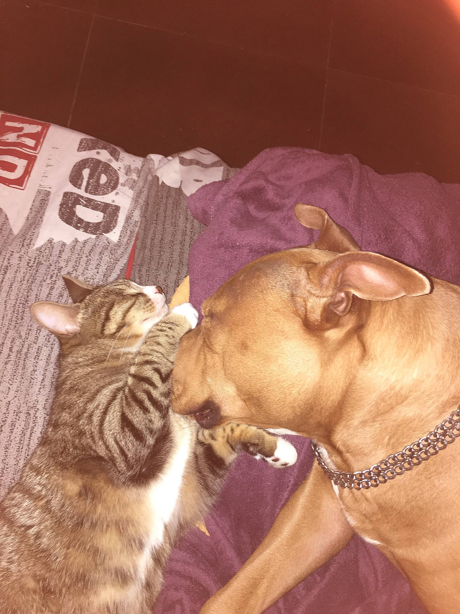 Chaussette participe au concours pour gagner de l'argent avec cette photo : carnivore, cat, collar, comfort, dog, dog_breed, dog_collar, domestic_short_haired_cat, ear, fawn, felidae, fur, liver, small_to_medium_sized_cats, snout, terrestrial_animal, vertebrate, whiskers, working_animal, wrinkle