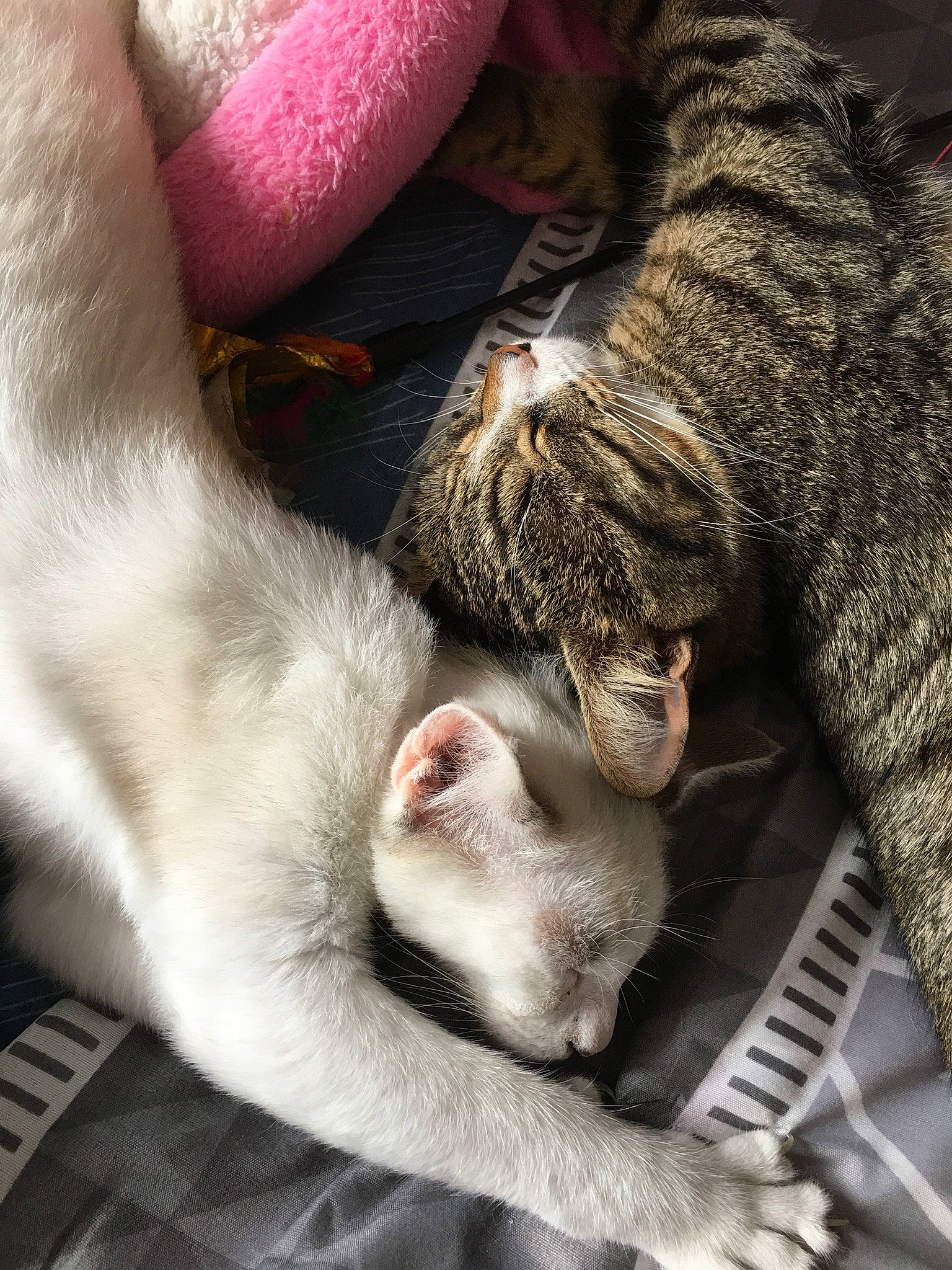 Chaussette participe au concours pour gagner de l'argent avec cette photo : canidae, carmine, carnivore, cat, claw, comfort, domestic_short_haired_cat, felidae, fur, grey, mammal, nap, paw, sleep, small_to_medium_sized_cats, snout, sporting_group, tail, vertebrate, whiskers