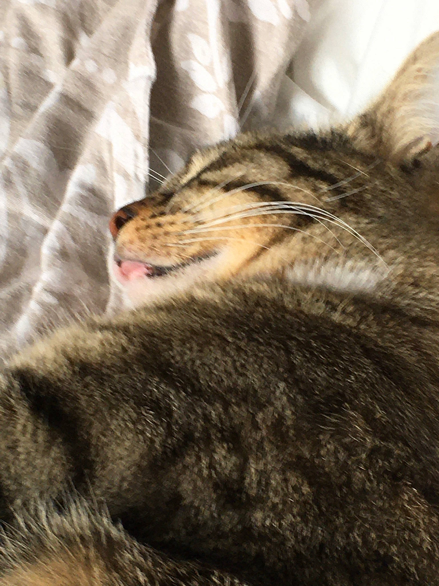 Chaussette a rejoint le concours — aidez-le/la à gagner de superbes lots ! carnivore, cat, close_up, comfort, domestic_short_haired_cat, felidae, fur, grey, linens, nap, pattern, paw, sleep, small_to_medium_sized_cats, snout, tail, terrestrial_animal, textile, whiskers