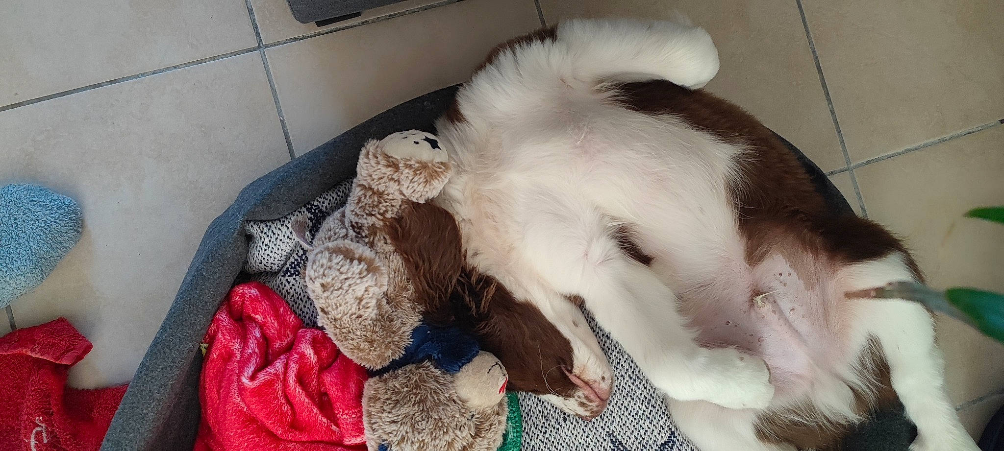 Valko a rejoint le concours — aidez-le/la à gagner de superbes lots ! animal_shelter, canidae, carnivore, cat, claw, comfort, companion_dog, dog_breed, fawn, felidae, fur, linens, nap, paw, small_to_medium_sized_cats, snout, sporting_group, tail, toy, whiskers