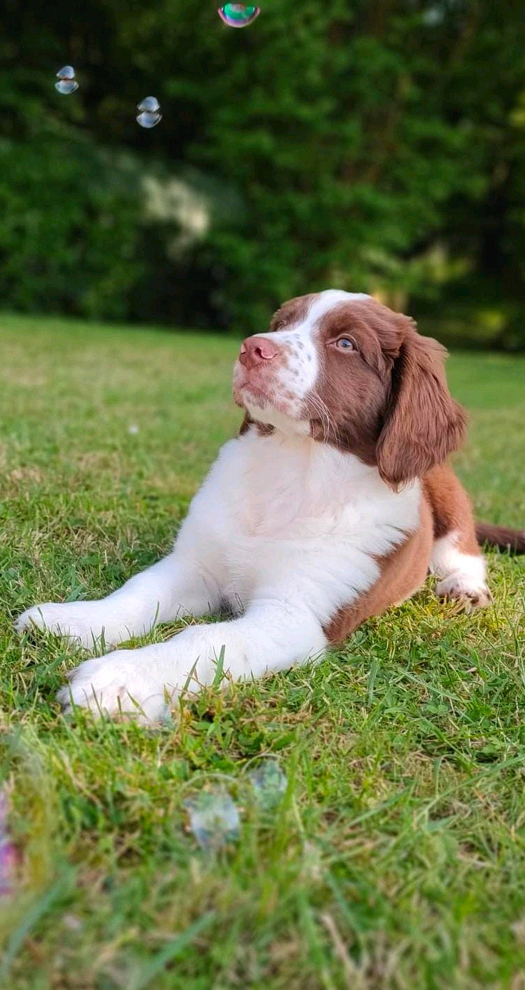 Valko a rejoint le concours — aidez-le/la à gagner de superbes lots ! ball, brittany, canidae, carnivore, companion_dog, dog, dog_breed, fur, grass, gun_dog, hunting_dog, liver, plant, pointing_breed, spaniel, sporting_group, tail, tree, welsh_springer_spaniel, whiskers