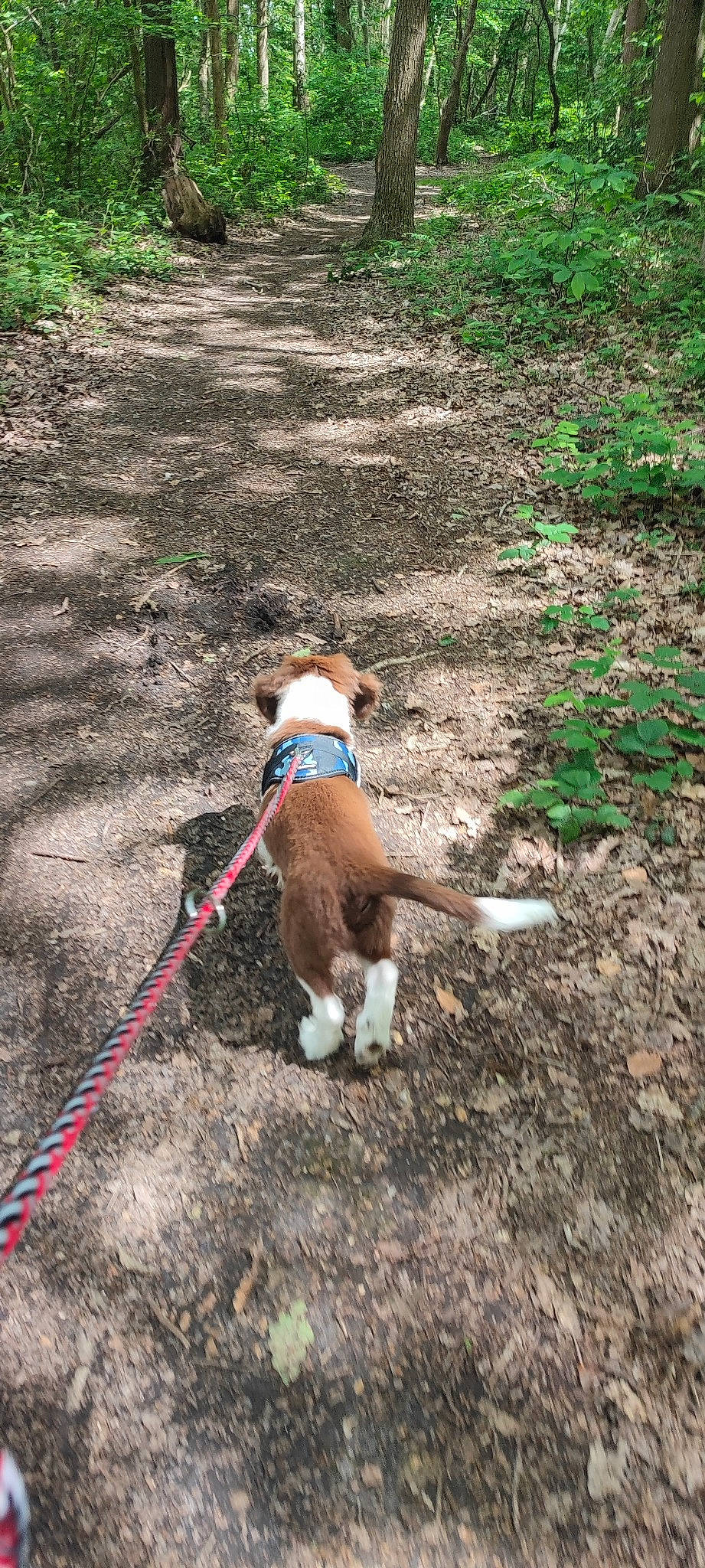 Valko a rejoint le concours — aidez-le/la à gagner de superbes lots ! carnivore, collar, companion_dog, dog, dog_breed, dog_collar, dog_supply, dog_walking, fashion_accessory, fawn, grass, groundcover, leash, liver, pet_supply, plant, soil, sporting_group, tail, working_animal