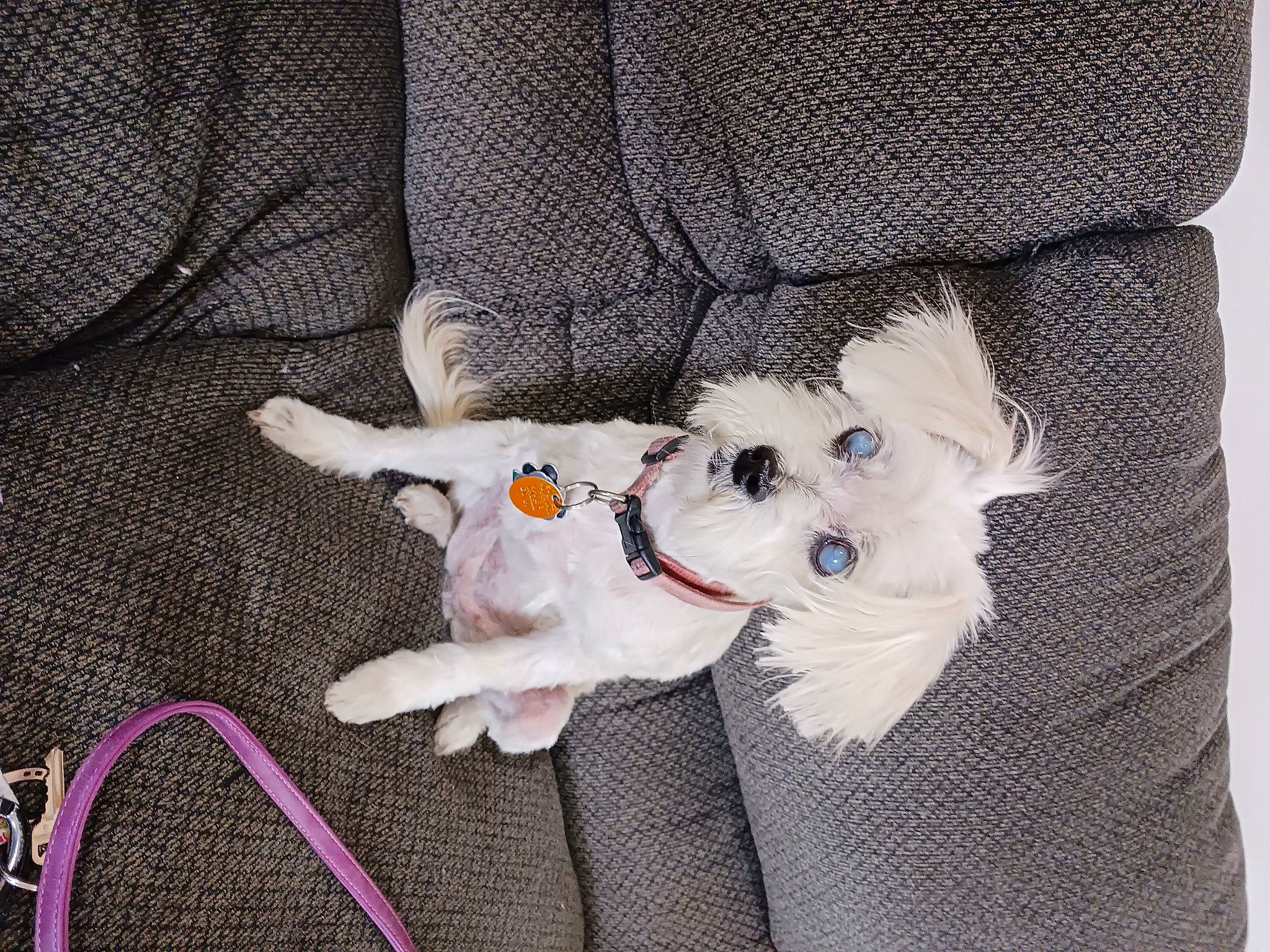 Peaches joined the competition — help win amazing prizes! carnivore, comfort, companion_dog, couch, dog, dog_breed, dog_clothes, dog_supply, fawn, felidae, grey, plush, sleeve, small_to_medium_sized_cats, snout, stuffed_toy, tail, textile, toy, toy_dog