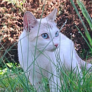 Nana a rejoint le concours — aidez-le/la à gagner de superbes lots ! alert, animal, blue_eyes, blurred_background, cat, closeup, curious, ears, feline, grass, greenery, mammal, nature, outdoor, pet, soft_light, standing, whiskers, white_cat, wildlife