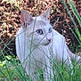 alert, animal, blue_eyes, blurred_background, cat, closeup, curious, ears, feline, grass, greenery, mammal, nature, outdoor, pet, soft_light, standing, whiskers, white_cat, wildlife