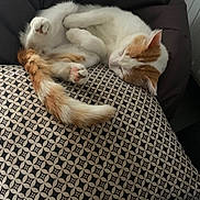 Ulysse a rejoint le concours — aidez-le/la à gagner de superbes lots ! cat, sleeping, cushion, pattern, orange, white, fur, pet, indoor, relaxing, cozy, paw, tail, rest, animal, feline, cute, comfort, home, soft