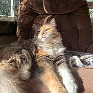 Willow joined the competition — help win amazing prizes! cat, calico, feline, long_hair, fluffy, whiskers, sunlight, recliner, chair, window, blinds, lace_curtain, cozy, paw, tail, indoor, pet, lounging, portrait, fur