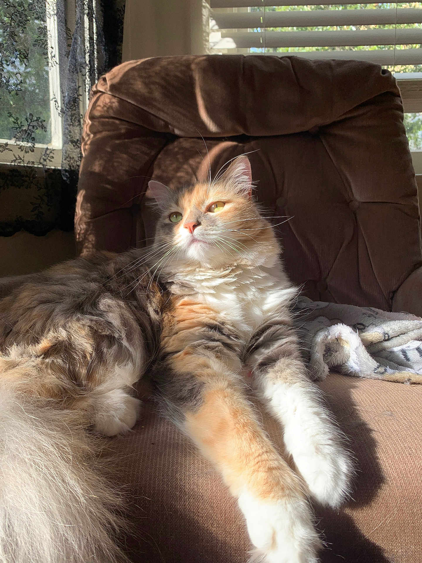 Willow joined the competition — help win amazing prizes! cat, calico, feline, long_hair, fluffy, whiskers, sunlight, recliner, chair, window, blinds, lace_curtain, cozy, paw, tail, indoor, pet, lounging, portrait, fur