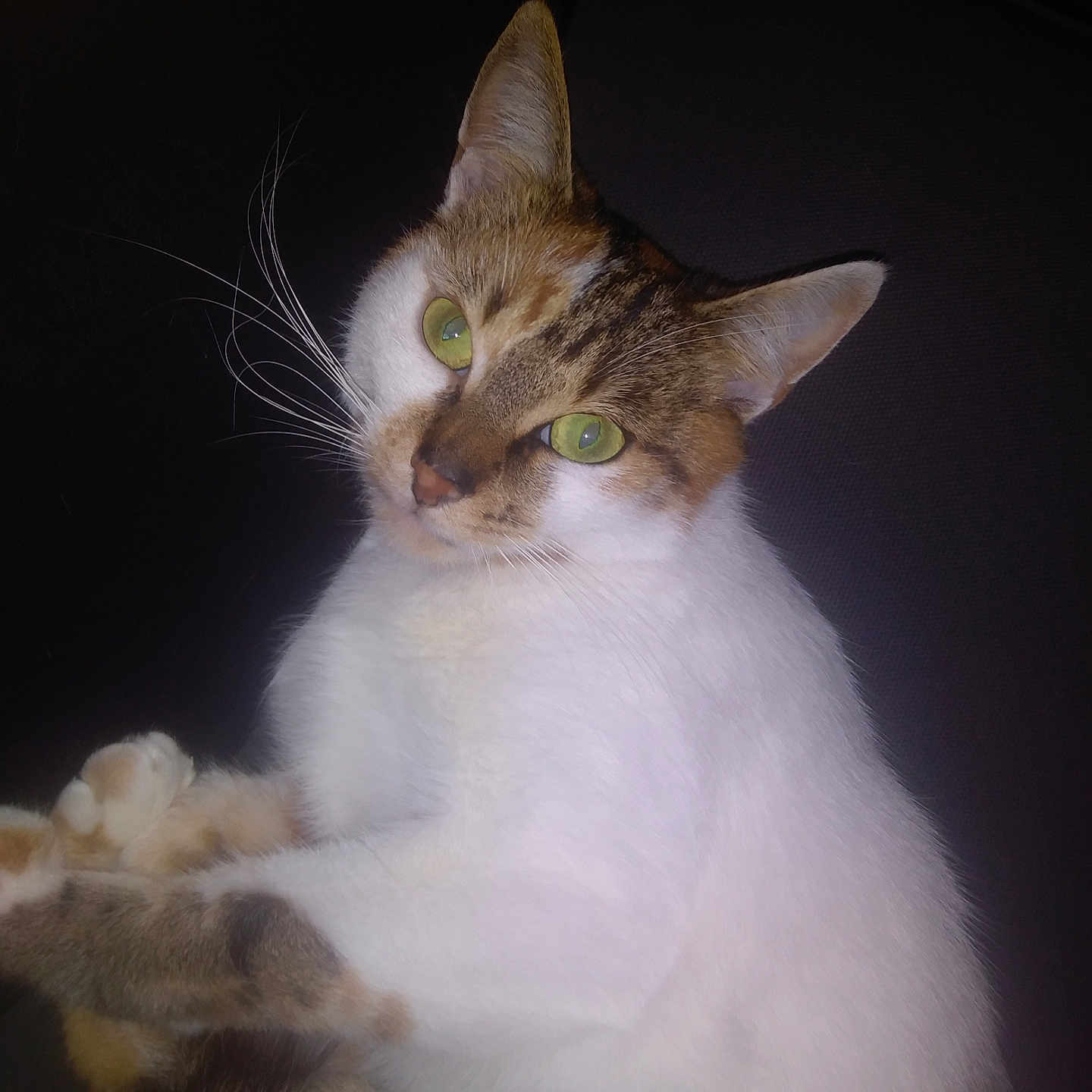 Cookie a rejoint le concours — aidez-le/la à gagner de superbes lots ! abyssinian, angora, animal, cat, kitten, manx, pet, siamese