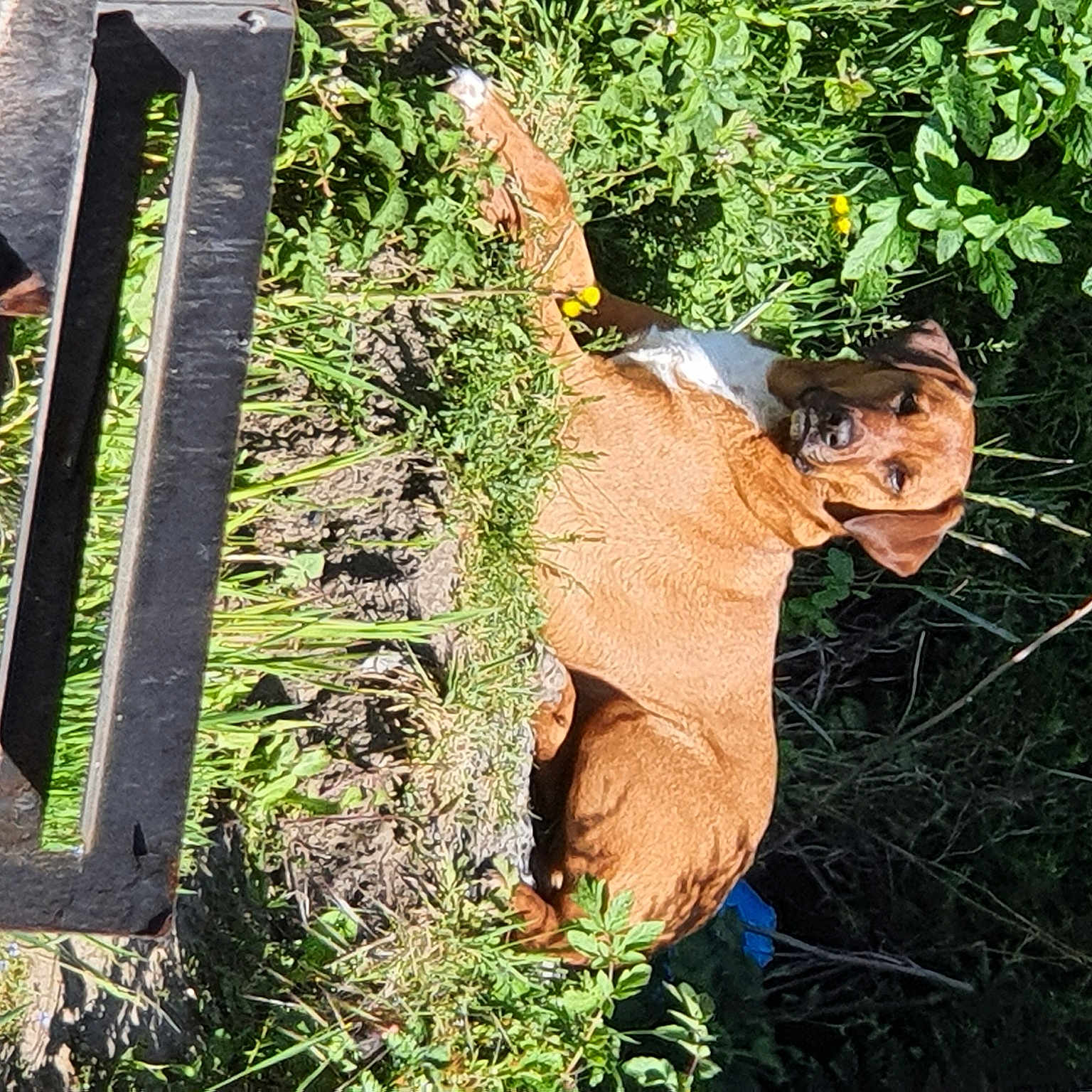 Mia
