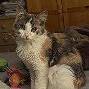 Olive is registered to the contest to win money with this photo: cat, calico, fluffy, pet, indoor, bed, blanket, plush_toy, wooden_furniture, dresser, cozy, feline, animal, cute, sitting, soft_lighting, whiskers, curious, domestic, fur