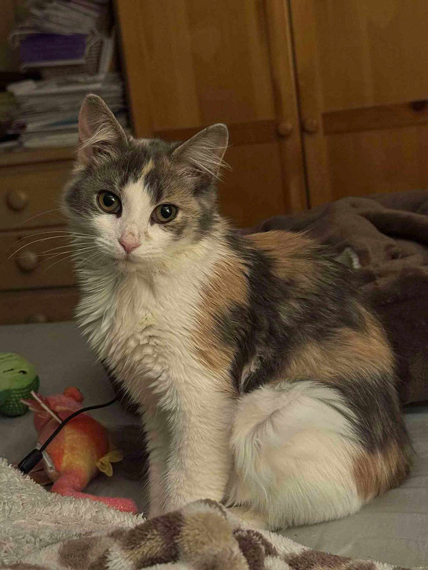 Olive is registered to the contest to win money with this photo: cat, calico, fluffy, pet, indoor, bed, blanket, plush_toy, wooden_furniture, dresser, cozy, feline, animal, cute, sitting, soft_lighting, whiskers, curious, domestic, fur