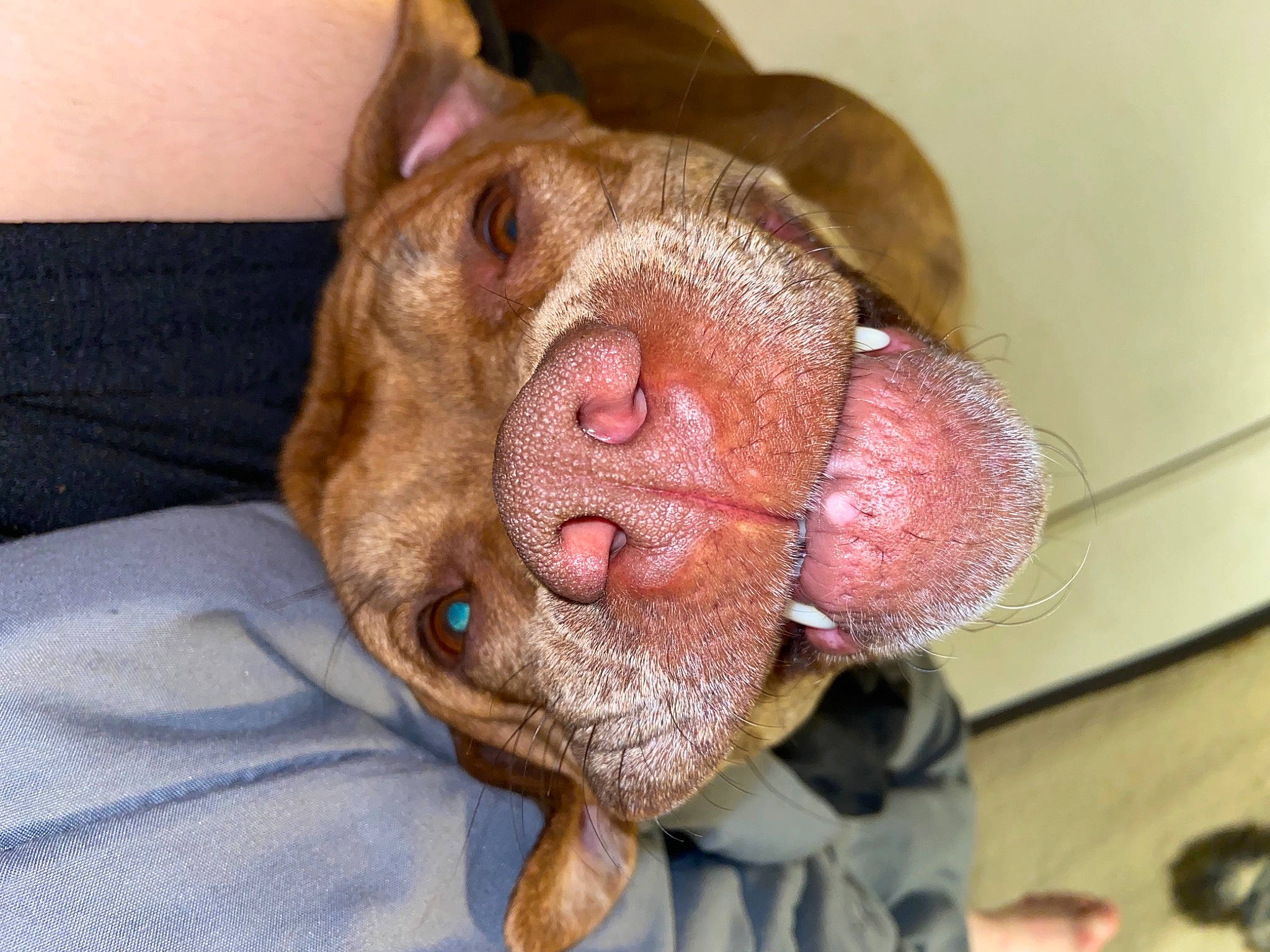 Luna joined the competition — help win amazing prizes! brown, canidae, carnivore, companion_dog, dog, dog_breed, fawn, flesh, jaw, liver, non_sporting_group, organ, skin, snout, sporting_group, tongue, vertebrate, whiskers, working_animal, working_dog