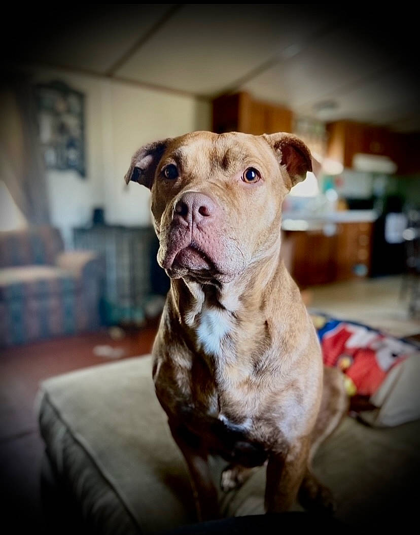 Luna joined the competition — help win amazing prizes! canidae, carnivore, companion_dog, couch, dog, dog_breed, fawn, home_accessories, liver, non_sporting_group, old_english_bulldog, pet_supply, snout, sporting_group, whiskers, working_animal, working_dog