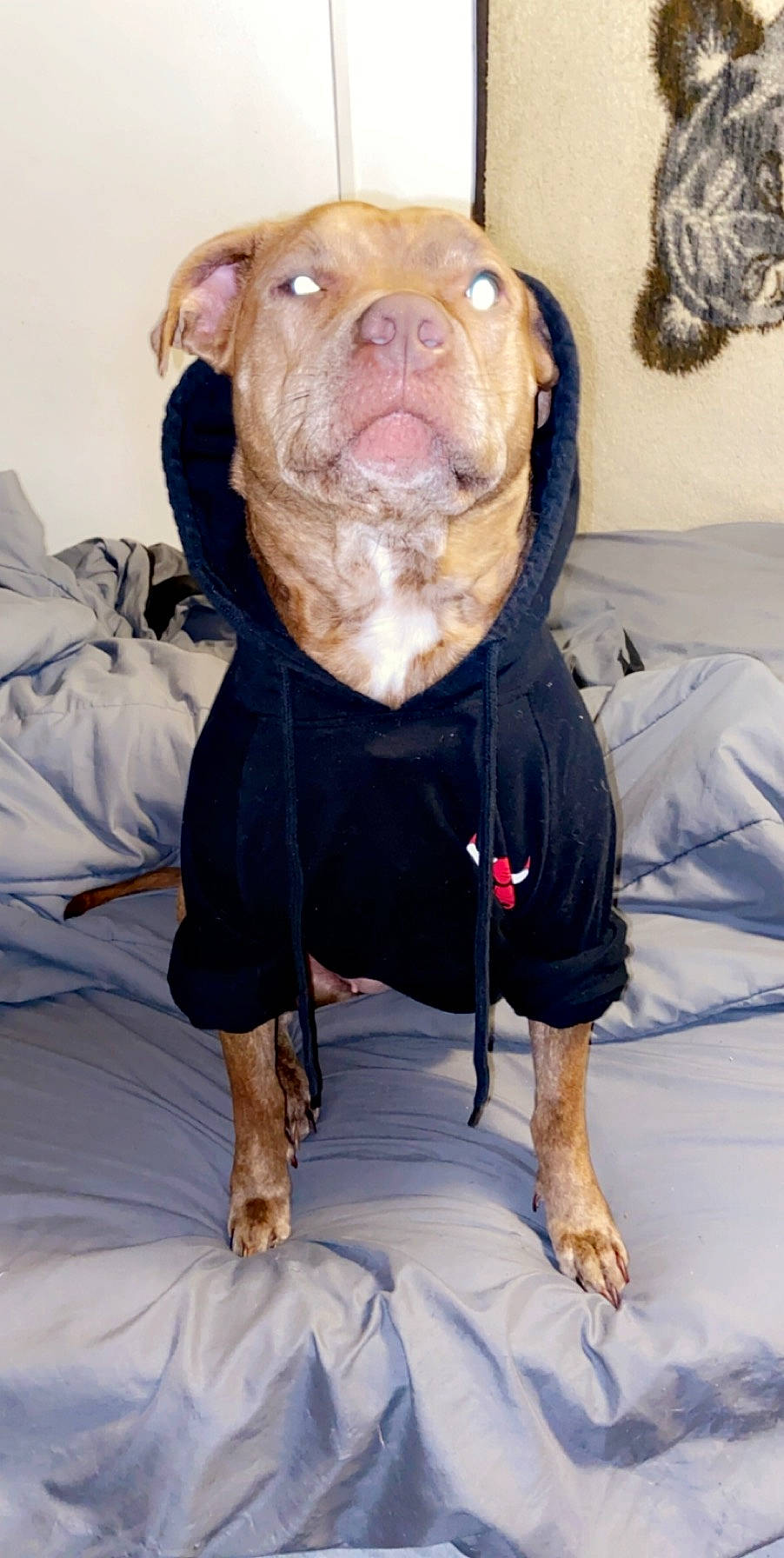 Luna joined the competition — help win amazing prizes! canidae, carnivore, companion_dog, dog, dog_breed, dog_clothes, dog_supply, fawn, liver, non_sporting_group, pet_supply, skin, snout, sporting_group, tongue, vertebrate, whiskers, working_animal, working_dog, wrinkle