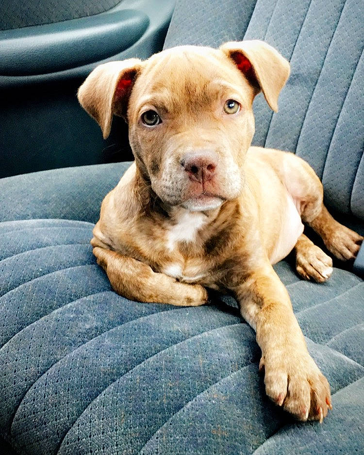 Luna joined the competition — help win amazing prizes! canidae, car_seat, carnivore, comfort, companion_dog, dog, dog_breed, fawn, liver, snout, sporting_group, whiskers, working_animal, working_dog