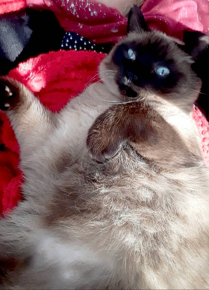 Papyrus a rejoint le concours — aidez-le/la à gagner de superbes lots ! balinese, birman, carnivore, cat, colorpoint_shorthair, domestic_long_haired_cat, felidae, fur, himalayan, kitten, mammal, ojos_azules, ragdoll, siamese, small_to_medium_sized_cats, snout, snowshoe, thai, tonkinese, whiskers