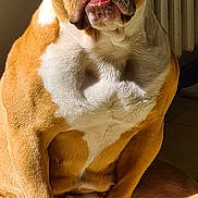 Saya a rejoint le concours — aidez-le/la à gagner de superbes lots ! dog, brown, white, sitting, indoors, tile_floor, sunlight, pet, canine, ears, nails, paw, snout, portrait, animal, fur, expression, resting, domestic, closeup