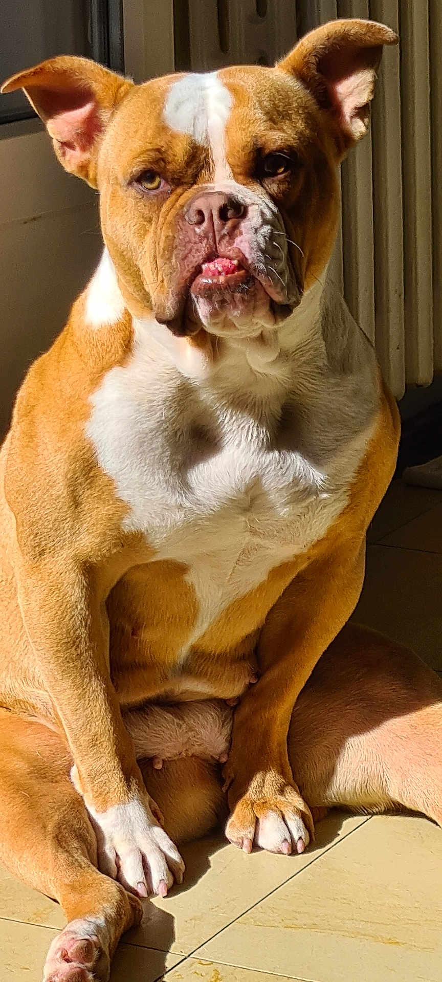 Saya a rejoint le concours — aidez-le/la à gagner de superbes lots ! dog, brown, white, sitting, indoors, tile_floor, sunlight, pet, canine, ears, nails, paw, snout, portrait, animal, fur, expression, resting, domestic, closeup
