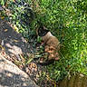 cat, siamese_cat, outdoor, garden, plants, greenery, sunlight, shadow, relaxing, nature, animal, pet, feline, grass, leaves, daylight, wildlife, resting, earth, flora