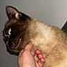 cat, siamese_cat, pet, animal, fur, hand, human_hand, close_up, indoor, blue_eye, whiskers, ears, face, neck, gentle_touch, domestic_animal, feline, portrait, mammal, background