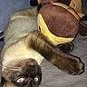 cat, siamese_cat, plush_toy, bed, gray_bedspread, indoor, pet, animal, feline, playful, stretching, paw, soft_toy, cuddling, whiskers, cute, domestic_cat, resting, lying_down, flash